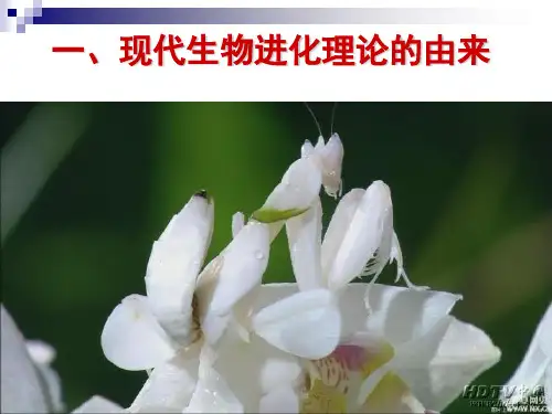 【公开课课件】现代生物进化理论