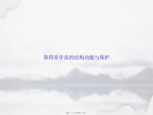 第四章牙齿的结构功能与保护讲课文档