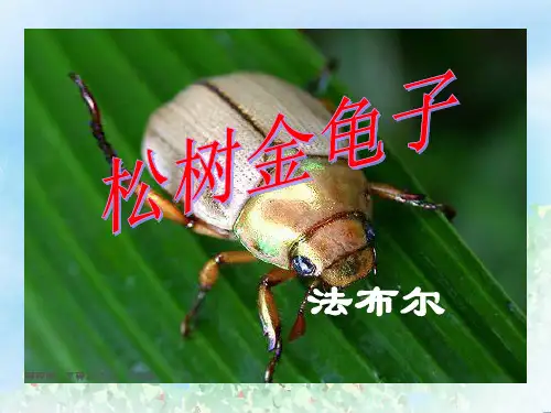 《松树金龟子》PPT  图文