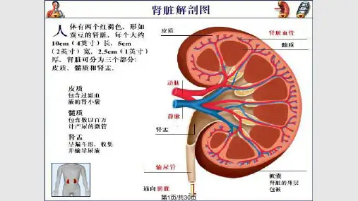 肾穿刺的术前准备PPT课件