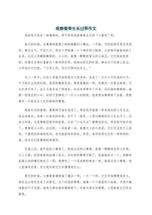 观察葡萄生长过程作文