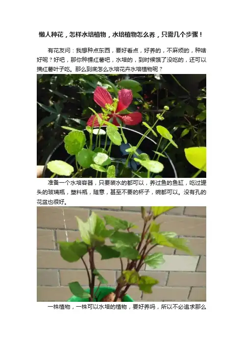 懒人种花，怎样水培植物，水培植物怎么养，只需几个步骤！