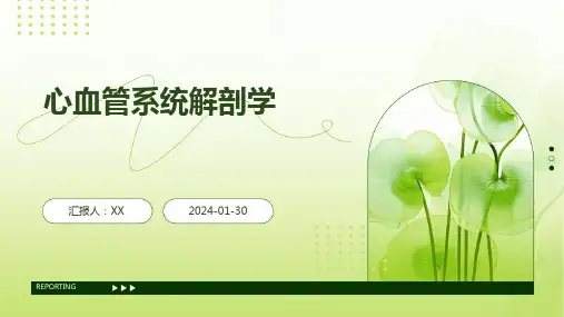 心血管系统解剖学