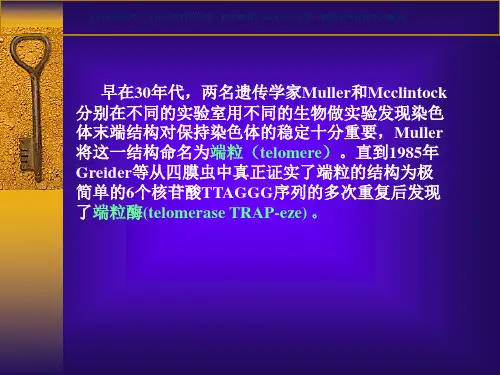 端粒端粒酶的研究进展课件