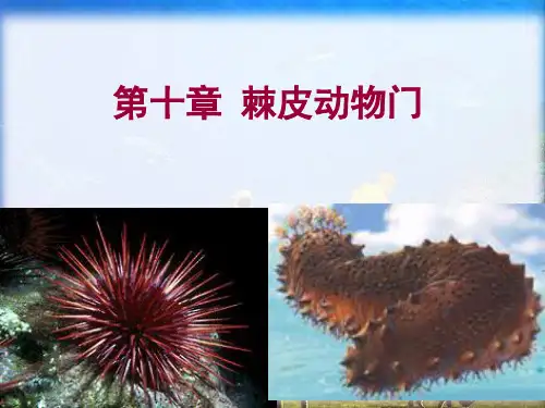 药用动物学课件第十章 棘皮动物门