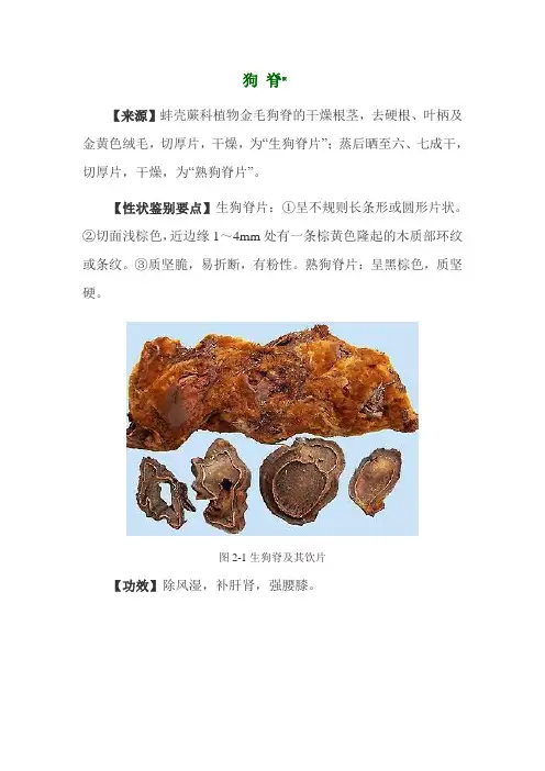 常用中药(根及根茎类)的鉴别要点和功效(一)