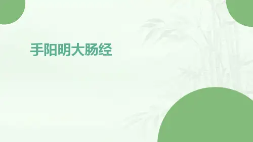 手阳明大肠经