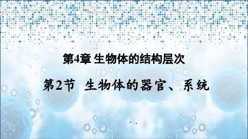 《生物体的器官、系统》PPT课件