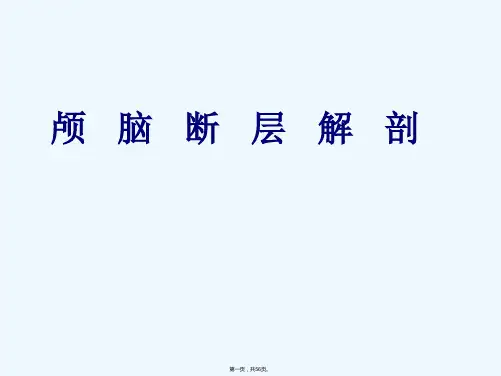 《颅脑断面解剖》PPT课件