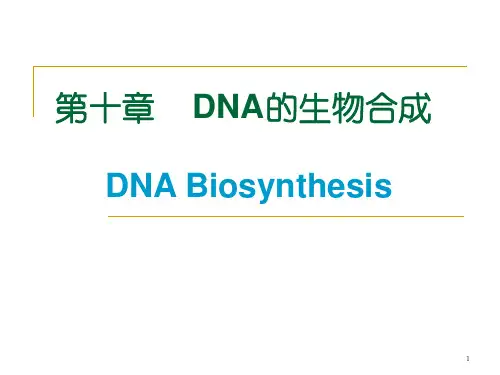 (推荐)《DNA的生物合成》PPT