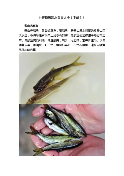 世界顶级淡水鱼类大全（下部）！