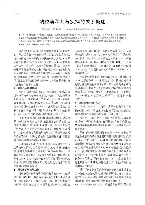 端粒酶及其与疾病的关系概述