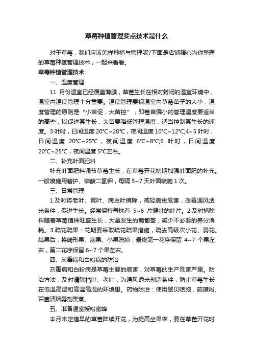 草莓种植管理要点技术是什么