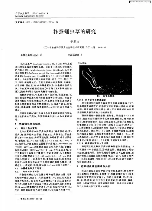 柞蚕蛹虫草的研究
