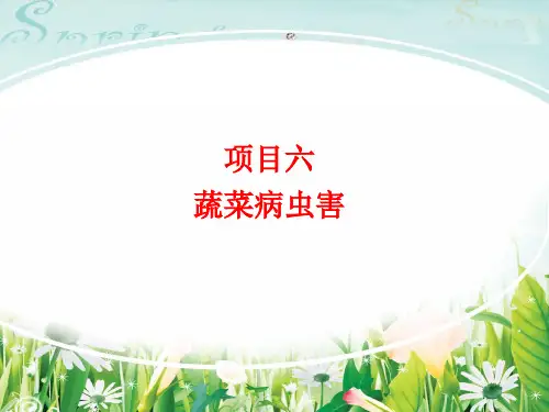十字花科蔬菜病虫害剖析