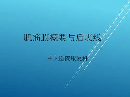 肌筋膜链概要与后表线