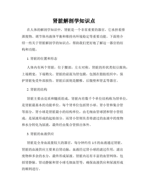肾脏解剖学知识点