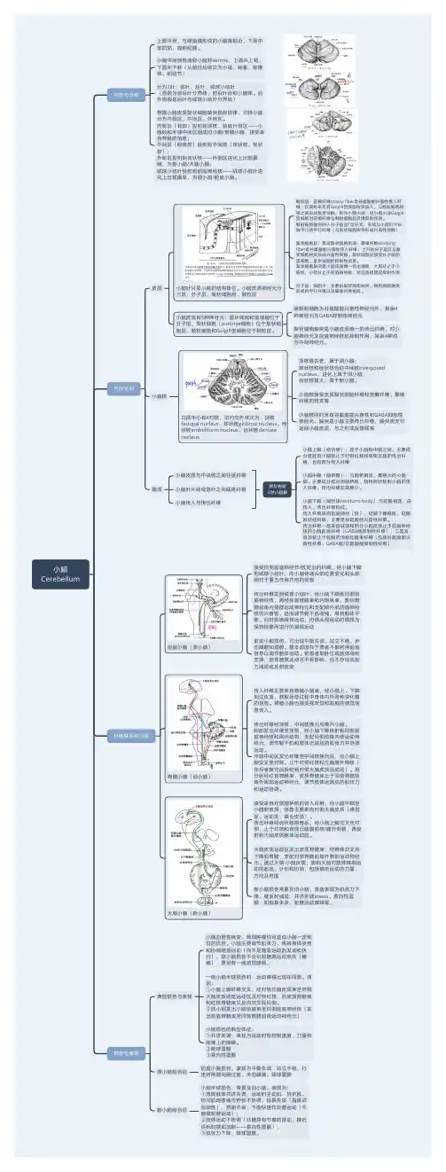 神经系统解剖—小脑思维导图