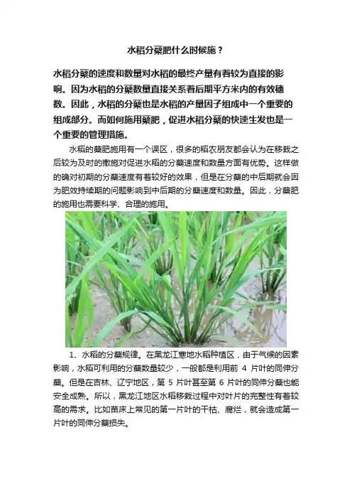 水稻分蘗肥什么时候施？