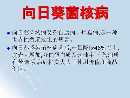 向日葵菌核病