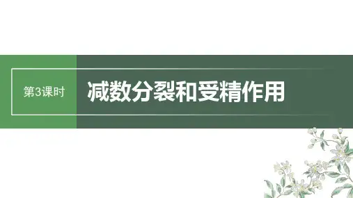 2024届高考一轮复习生物课件(新教材人教版苏冀)：减数分裂和受精作用