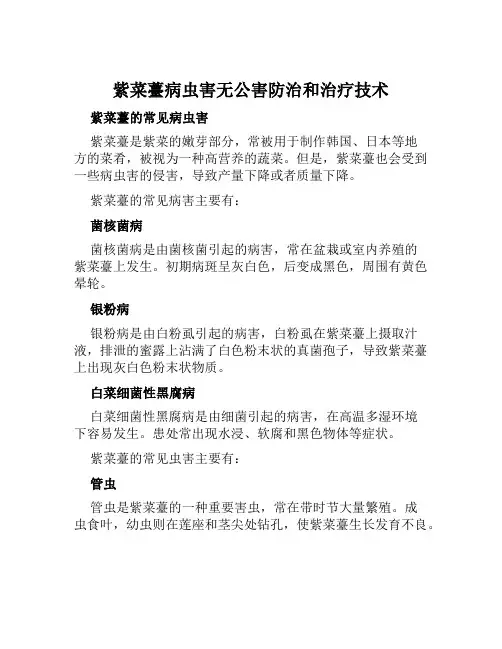 紫菜薹病虫害无公害防治和治疗技术
