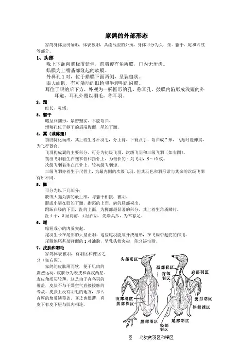 家鸽的外部形态