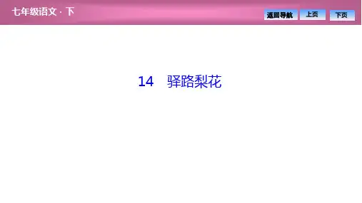 2020春(贵州)人教部编版语文七年级下册图片版同步习题课件-第四单元  14 驿路梨花