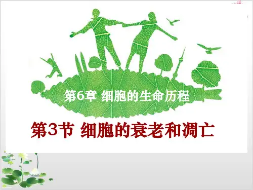 人教版高中生物必修一细胞的衰老和凋亡-ppt精品课件