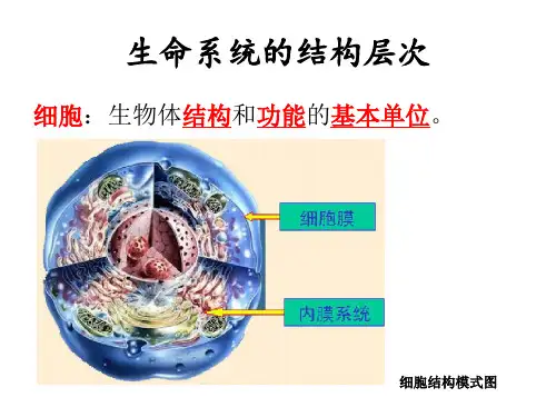 生命系统的结构层次ppt课件