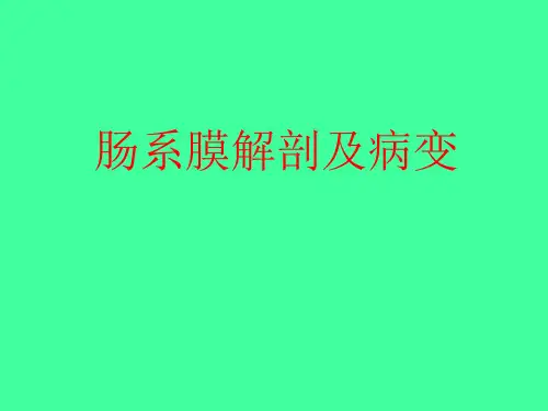 肠系膜解剖及病变影像诊断