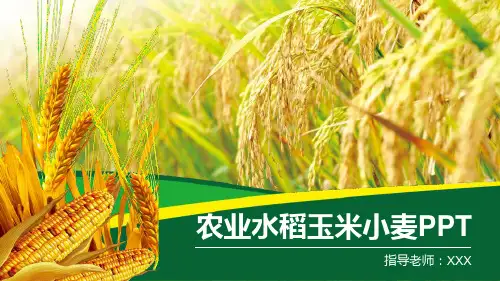 农业水稻玉米小麦农产品推广PPT模板