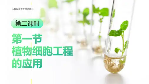 2.1.2 植物细胞工程的应用课件(35张PPT)高二下学期生物人教版选择性必修三