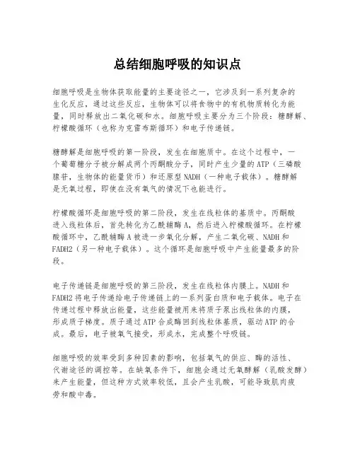 总结细胞呼吸的知识点