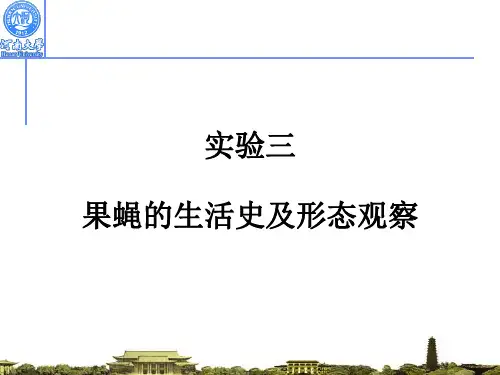 果蝇的生活史及形态观察