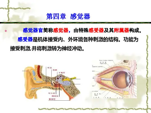 第四章感觉器