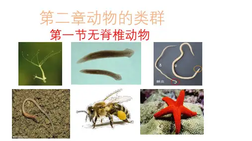 人教版(新课程标准)(2024)七年级上册2.2.1无脊椎动物课件(共41张PPT)