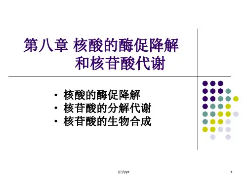 核酸的酶促降解与苷酸代谢