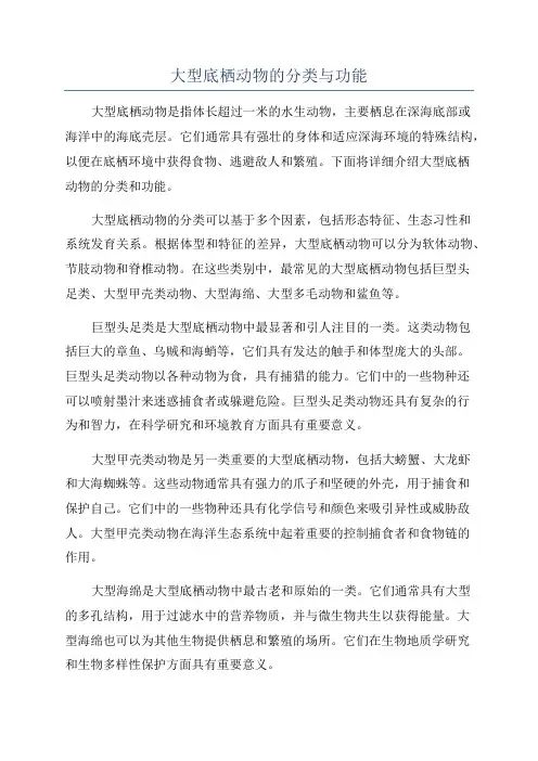 大型底栖动物的分类与功能
