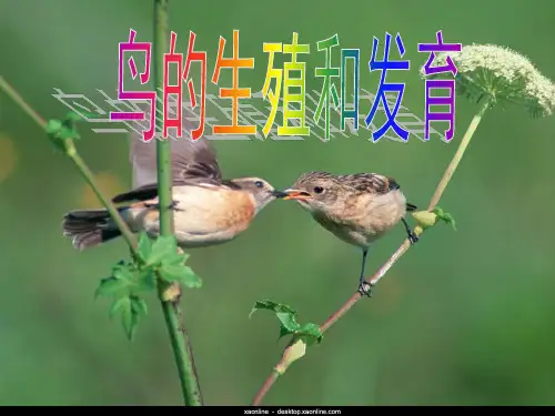 人教版八年级生物下册课件：7.1.4鸟的生殖和发育 (共60张PPT)