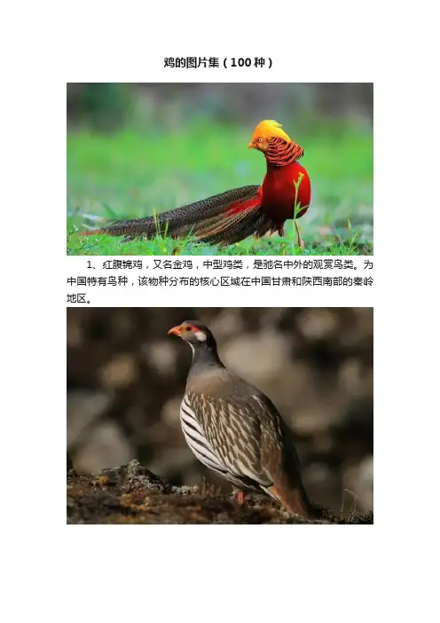 鸡的图片集（100种）