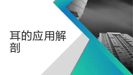 耳的应用解剖