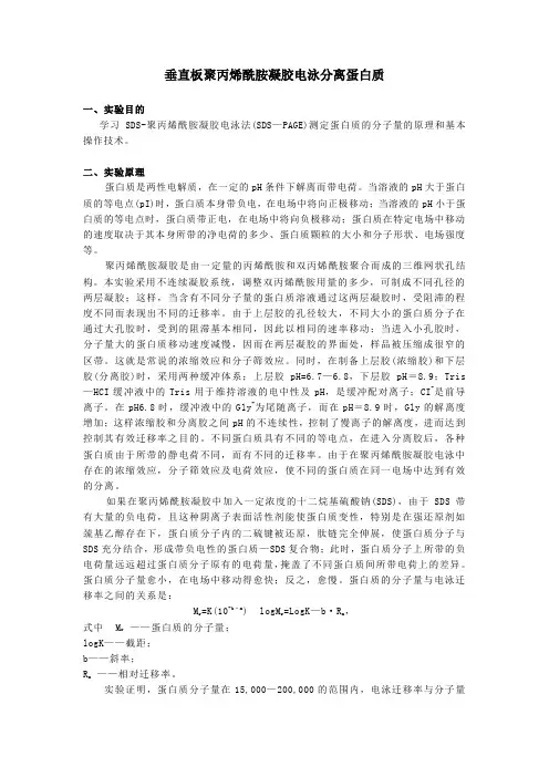 SDS-PAGE电泳实验步骤