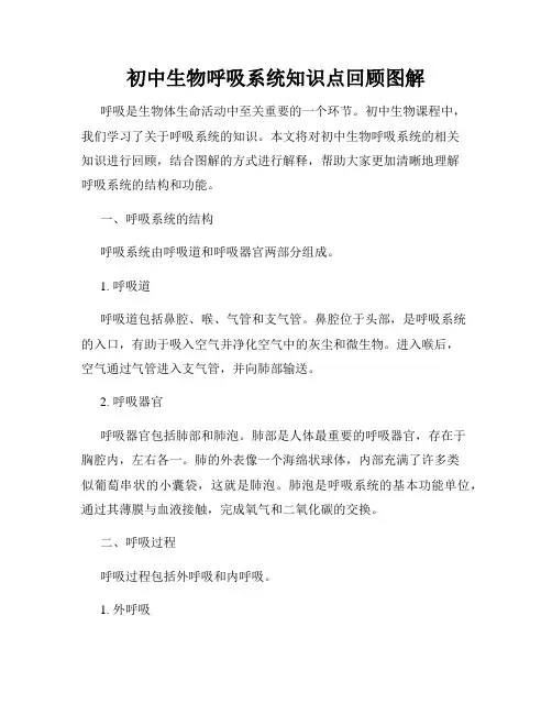 初中生物呼吸系统知识点回顾图解