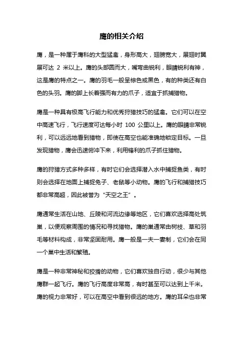 鹰的相关介绍