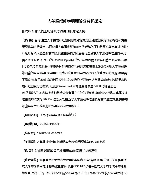 人羊膜成纤维细胞的分离和鉴定