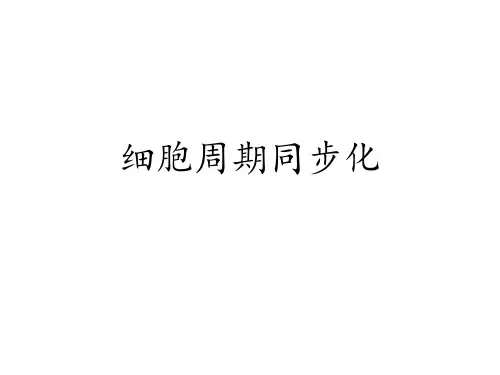 细胞周期同步化