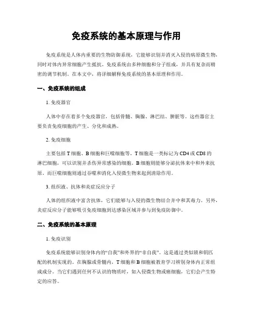 免疫系统的基本原理与作用