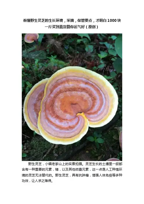 看懂野生灵芝的生长环境，采摘，保管要点，才明白1000块一斤买到真货算你运气好（原创）
