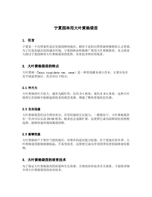 宁夏园林用大叶黄杨袋苗